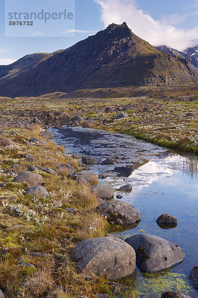 Arktische Pflanzen im Herbst im Skaftafell-Nationalpark  Mount Hafrafell in der Ferne  Südost-Island (Austurland)  Island  Polarregionen