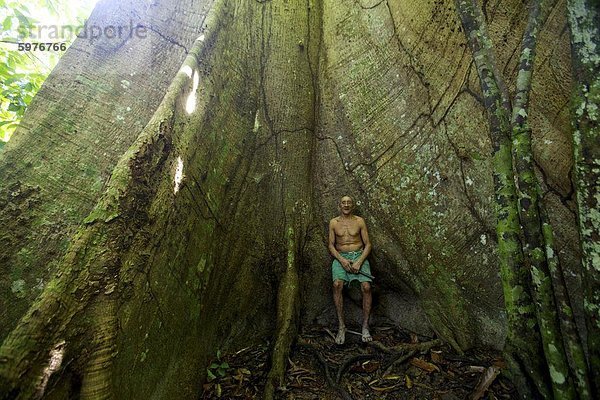 Ein altes Arawak-Indianer in einem Gummi-Baum in den Everglades von Belem  Brasilien  Südamerika
