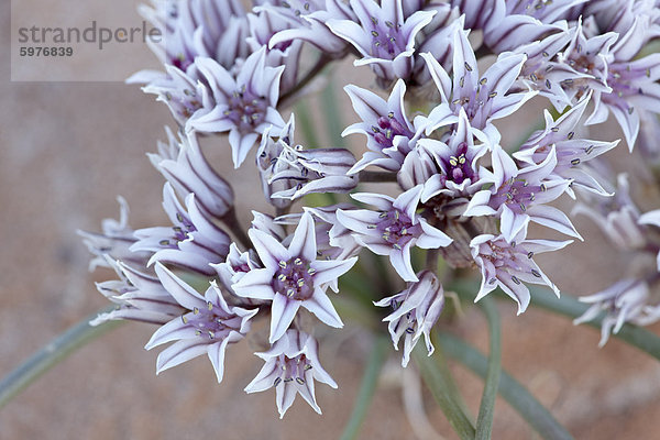 Prärie wilde Zwiebel (Allium Textile)  Goblin Valley State Park  Utah  Vereinigte Staaten  Nordamerika