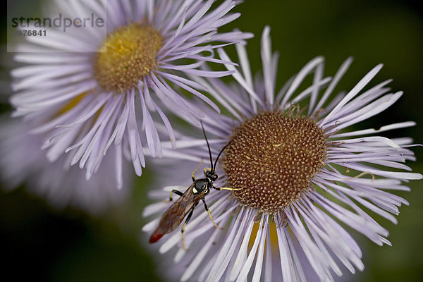 Fichtenholzwespe (Xiphydriidae) auf ein auffälliges Gänseblümchen (Erigeron Speciosus)  Glacier National Park  Montana  Vereinigte Staaten von Amerika  Nordamerika