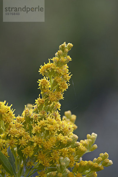 Wiese Goldrute (Solidago Occidentalis)  Glacier National Park  Montana  Vereinigte Staaten von Amerika  Nordamerika