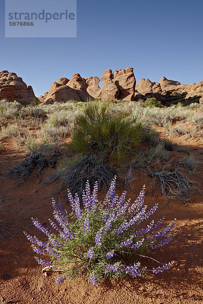 Silbrig Lupine (Lupinus Argenteus) mit rotem Gestein Flossen  Arches Nationalpark  Utah  Vereinigte Staaten von Amerika  Nordamerika