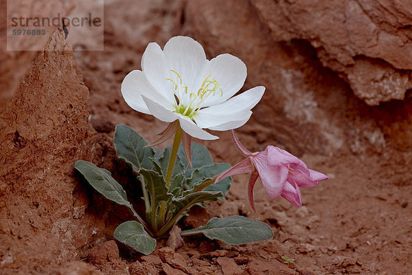 Nachtkerzenöl (getuftete Nachtkerzenöl) Zwerg (weiße getuftet Nachtkerzenöl) (Morgen-Lilie) (Taschentuch Pflanze) (Oenothera Caespitosa)  Arches Nationalpark  Utah  Vereinigte Staaten von Amerika  Nordamerika