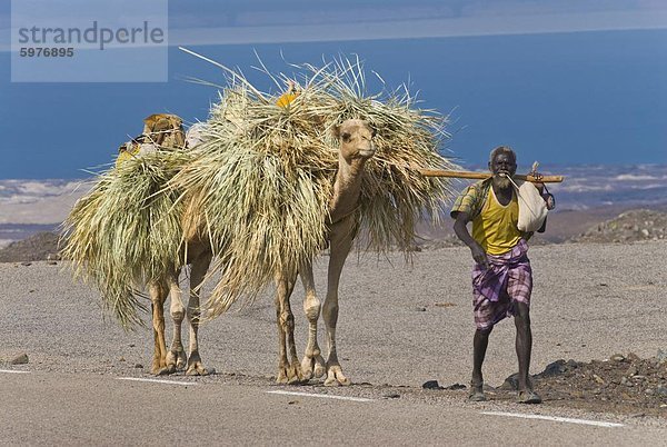 Ferne Stammesangehörige mit seiner Kamele auf seinem Weg Heim  Tadjoura  Dschibuti  Afrika