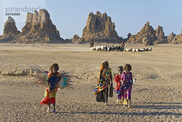Afar Kinder mit ihren Schafen  Lac Abbe (See Abhe Bad) mit seiner Schornsteine  Dschibuti  Afrika