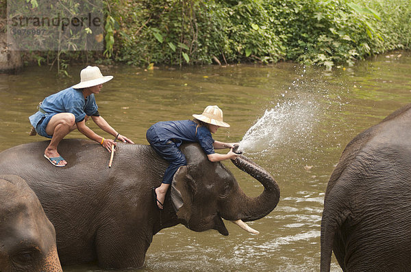 Elephant Conservation Center  Lampang  Thailand  Südostasien  Asien