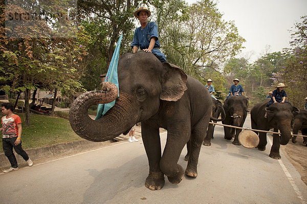 Elephant Conservation Center  Lampang  Thailand  Südostasien  Asien