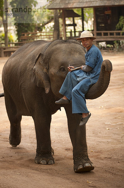 Elephant Conservation Center  Lampang  Thailand  Südostasien  Asien