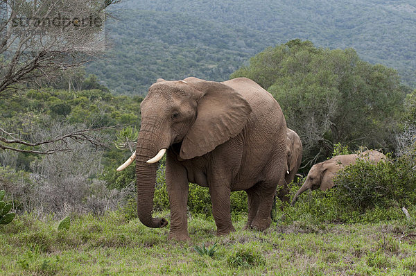 Elefant (Loxodonta Africana)  Kariega Game Reserve  Südafrika  Afrika