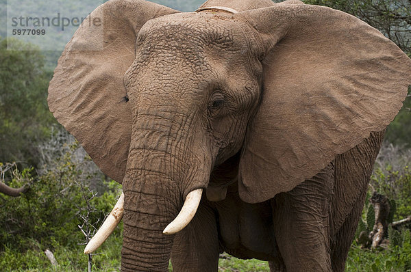 Elefant (Loxodonta Africana)  Kariega Game Reserve  Südafrika  Afrika