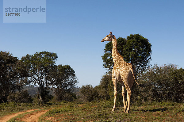 Giraffe (Giraffa Camelopardalis)  Kariega Game Reserve  Südafrika  Afrika