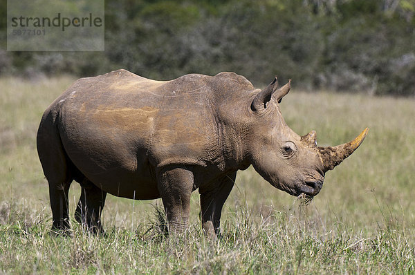 Weißes Nashorn (Caratotherium Simum)  Kariega Game Reserve  Südafrika  Afrika