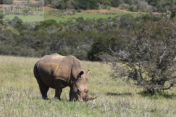 Weißes Nashorn (Caratotherium Simum)  Kariega Game Reserve  Südafrika  Afrika