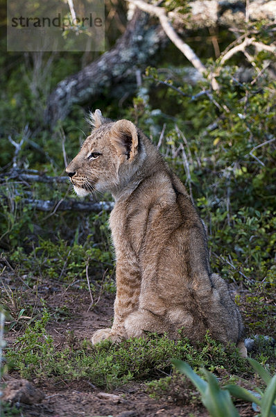 Löwenjunges (Panthera Leo)  Kariega Game Reserve  Südafrika  Afrika