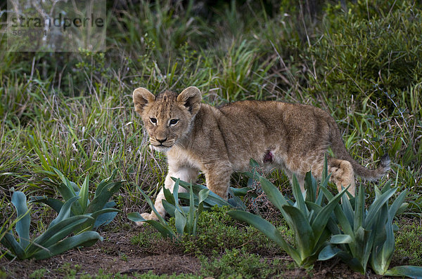 Löwenjunges (Panthera Leo)  Kariega Game Reserve  Südafrika  Afrika