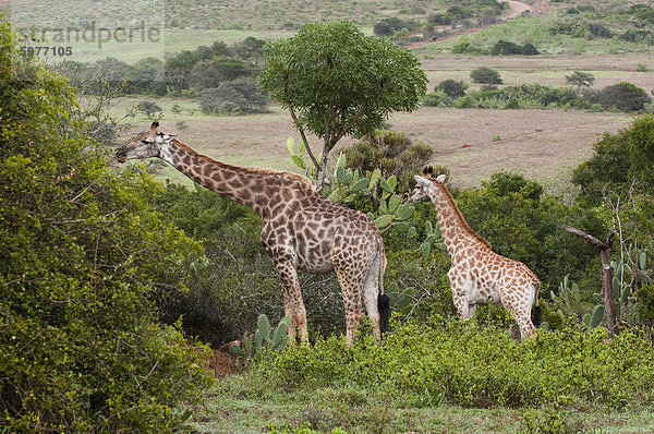 Giraffe (Giraffa Camelopardalis)  Kariega Game Reserve  Südafrika  Afrika