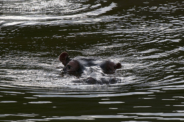 Flusspferd (Hippopotamus Amphibius)  Kariega Game Reserve  Südafrika  Afrika