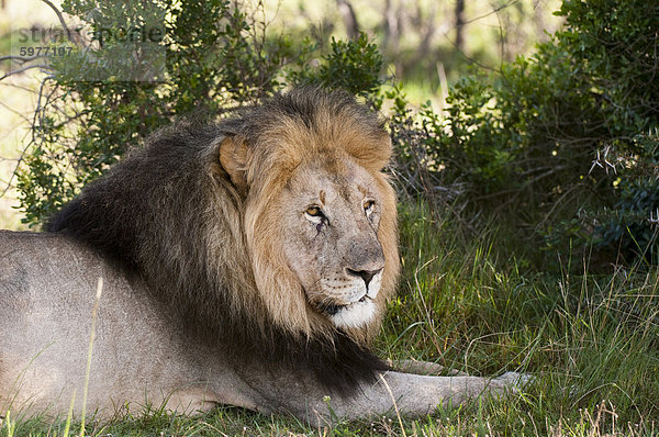 Löwe (Panthera Leo)  Kariega Game Reserve  Südafrika  Afrika