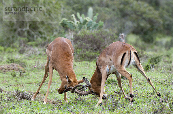 Impala (Aepyceros Melampus)  Kariega Game Reserve  Südafrika  Afrika