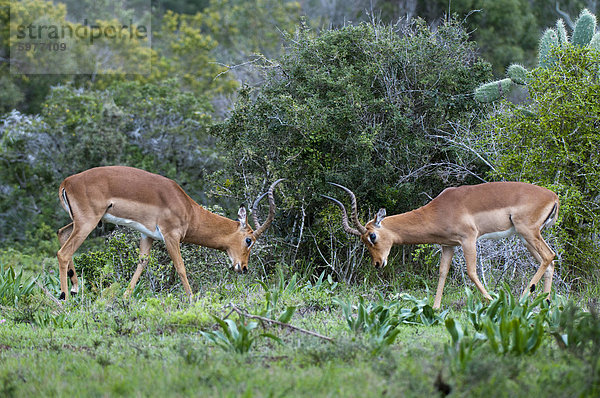 Impala (Aepyceros Melampus)  Kariega Game Reserve  Südafrika  Afrika