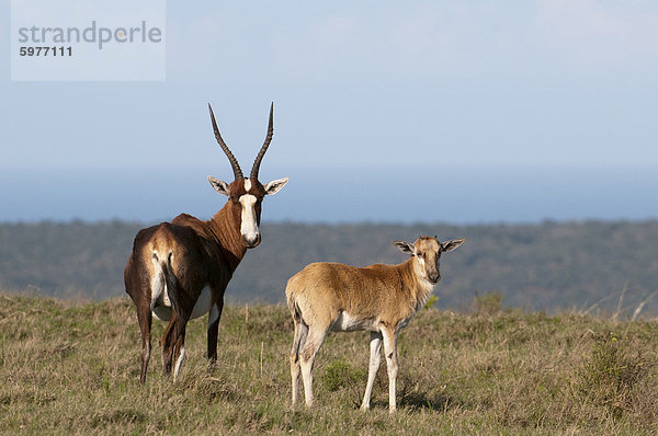 Blesbock (Damaliscus Dorcas)  Kariega Game Reserve  Südafrika  Afrika