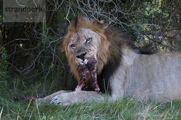 Löwe (Panthera Leo) essen eine gnus  Kariega Game Reserve  Südafrika  Afrika