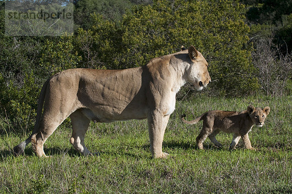 Löwe (Panthera Leo)  Kariega Game Reserve  Südafrika  Afrika