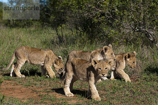 Löwe (Panthera Leo)  Kariega Game Reserve  Südafrika  Afrika