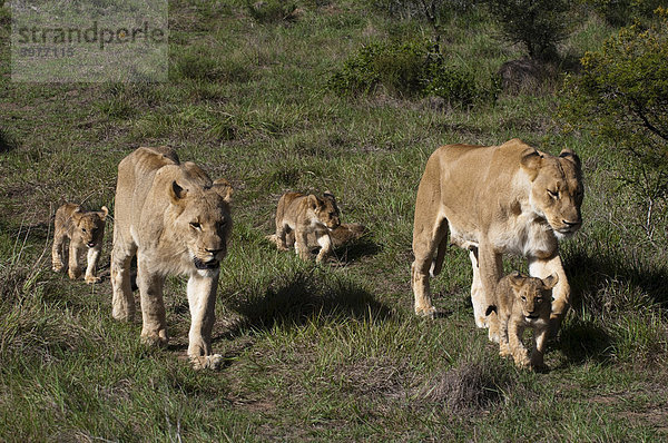 Löwe (Panthera Leo)  Kariega Game Reserve  Südafrika  Afrika