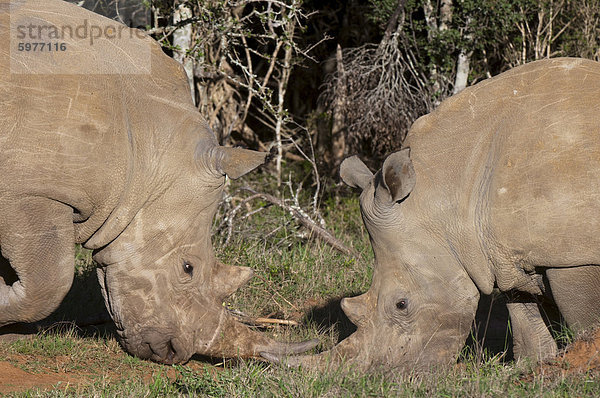 Weißes Nashorn (Caratotherium Simum)  Kariega Game Reserve  Südafrika  Afrika