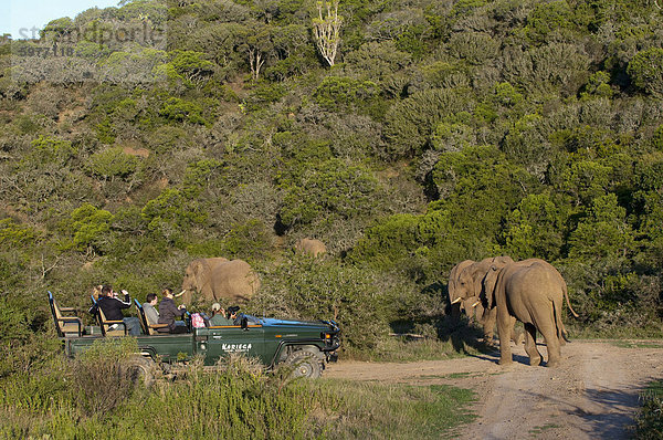 Touristen im Blick auf Elefanten (Loxodonta Africana)  Safari-Fahrzeug Kariega Game Reserve  Südafrika  Afrika