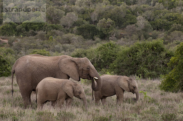 Elefant (Loxodonta Africana) und Young  Kariega Game Reserve  Südafrika  Afrika