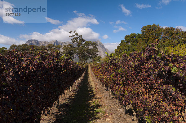 Zorgvliet Wine Estate  Stellenbosch  Kapprovinz  Südafrika  Afrika