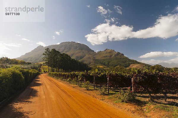 Zorgvliet Wine Estate  Stellenbosch  Kapprovinz  Südafrika  Afrika