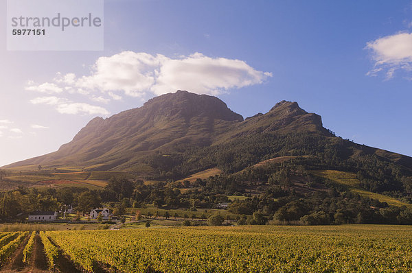 Zorgvliet Wine Estate  Stellenbosch  Kapprovinz  Südafrika  Afrika