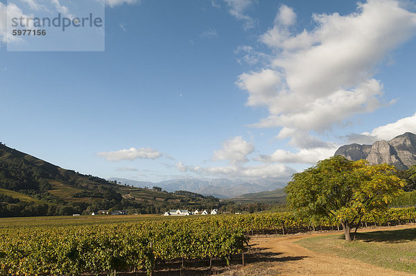 Zorgvliet Wine Estate  Stellenbosch  Kapprovinz  Südafrika  Afrika