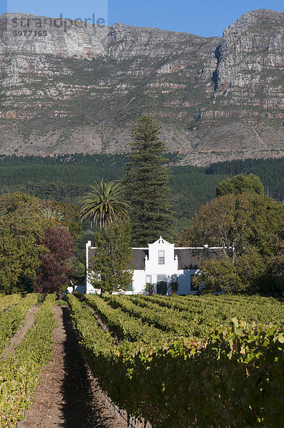 Buitenverwachting Wine Farm  Constantia  Kapprovinz  Südafrika  Afrika