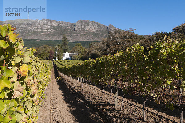 Buitenverwachting Wine Farm  Constantia  Kapprovinz  Südafrika  Afrika