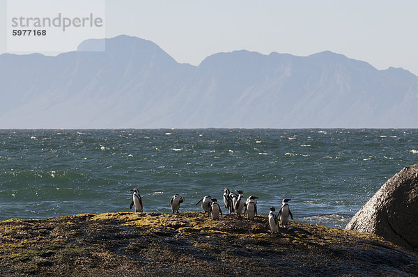 Esel Pinguine (Speniscus Demersus)  Boulders Beach  Kapstadt  Südafrika  Afrika