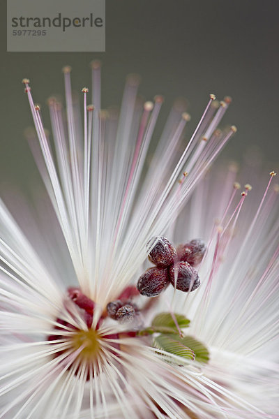 Fee Duster (Calliandra Eriophylla)  Organ Pipe Cactus National Monument  Arizona  Vereinigte Staaten  Nordamerika