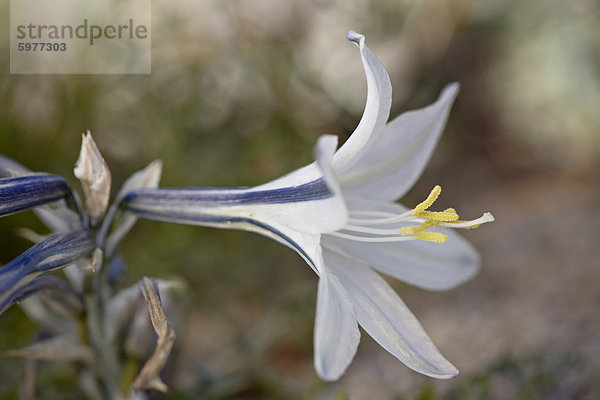 Desert Lily (Hesperocallis Undulata)  Anza-Borrego Desert State Park  California  Vereinigte Staaten von Amerika  Nordamerika