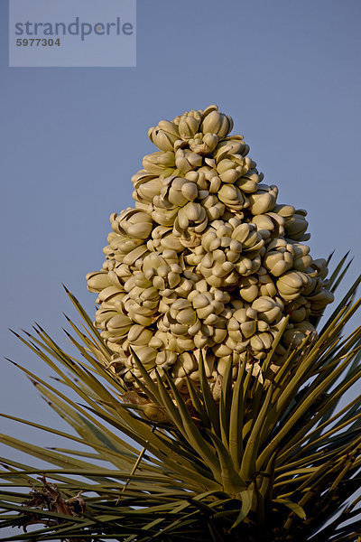 Joshua Tree (Yucca Brevifolia) Blüte  Joshua Tree Nationalpark  California  Vereinigte Staaten von Amerika  Nordamerika