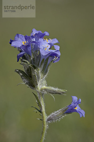 Himmel Pilot (Polemonium Viscosum)  Shoshone National Forest  Wyoming  USA  Nordamerika