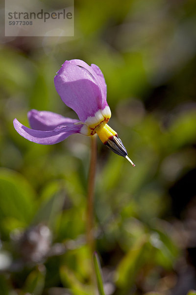 Alpine Götterblume (Dodecatheon Alpinum)  Shoshone National Forest  Wyoming  Vereinigte Staaten  Nordamerika