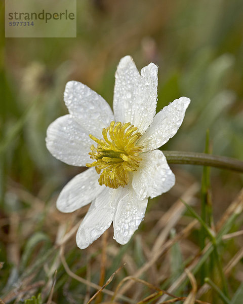 Tau bedeckten Marsh Marigold (Elkï¿½s Lip) (Caltha Leptosepala)  Shoshone National Forest  Wyoming  USA  Nordamerika