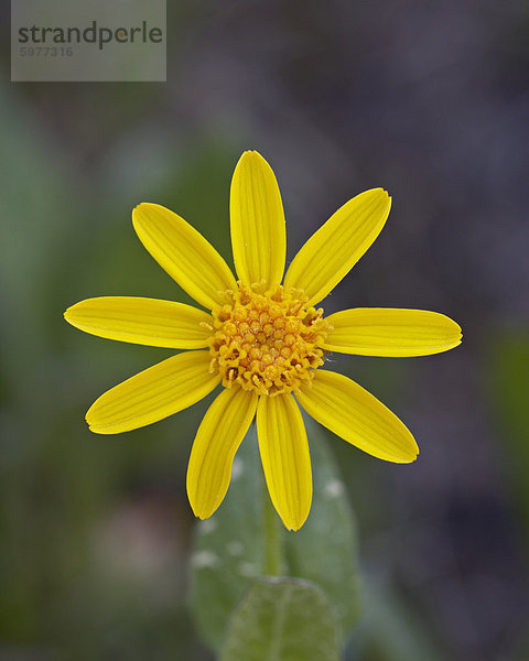 Berg-Arnika (Arnica Montana)  Shoshone National Forest  Wyoming  Vereinigte Staaten  Nordamerika