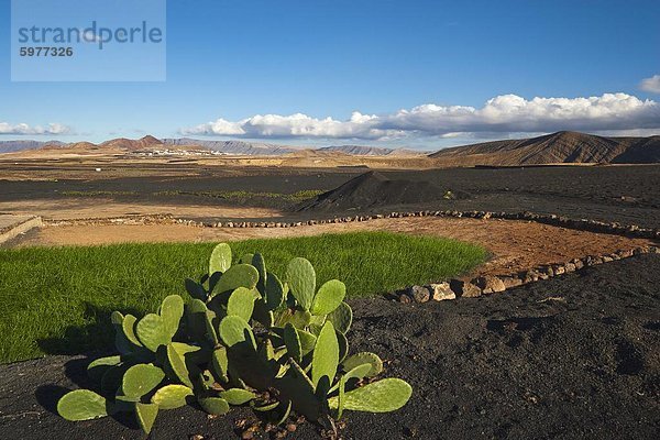 Feigenkaktus und bewässerten Ernte inmitten der schwarzen Lava-Stein  mit Stadt also in der Ferne  im Norden der Insel  also  Lanzarote  Kanarische Inseln  Spanien  Atlantik  Europa