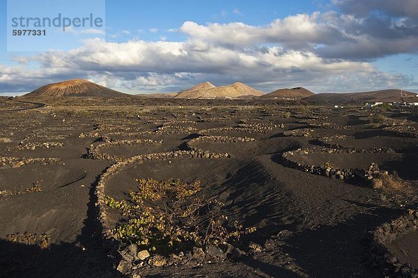 Teilkreise Lava Gestein zum Schutz der Kulturen vor den starken Winden in der rauen vulkanischen Landschaft der Nationalpark Timanfaya  Lanzarote  Kanarische Inseln  Spanien  Atlantik  Europa