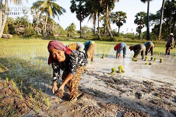 Landwirte  die Anpflanzung von Reis  Siem Reap  Kambodscha  Indochina  Südostasien  Asien