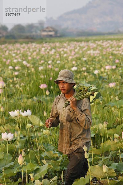 Lotus Bauer  Siem Reap  Kambodscha  Indochina  Südostasien  Asien